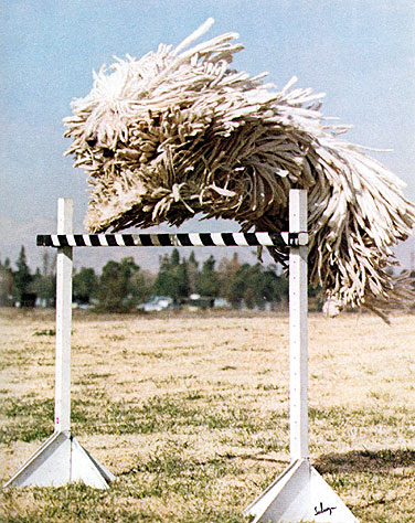 komondor.jpg